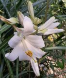 Lilium candidum - Madonnenlilie