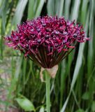 Allium atropurpureum - Granat-Kugellauch