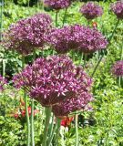Allium atropurpureum - Granat-Kugellauch