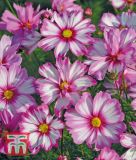 Cosmos bipinnatus "Capriola" - Schmuckkrbchen