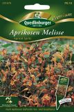 Agastache aurantiaca "Apricot Sprite" - Aprikosenmelisse, Duftnessel, Bergminze