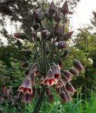 Nectaroscordum siculum ssp. bulgaricum - Bulgarischer Lauch, Honig-Lauch