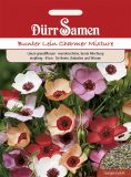 Linum grandiflorum "Charmer Mix" - Bunter Lein