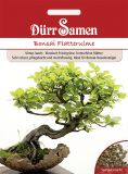 Ulmus laevis - Flatterulme