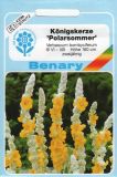 Verbascum bombyciferum "Polarsommer" - Knigskerze