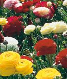 Ranunculus asiaticus "Aviv Mischung" - Gartenranunkel
