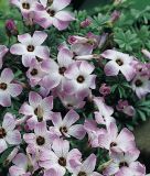 Oxalis adenophylla - Berg-Sauerklee