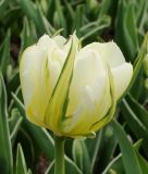 Tulipa fosteriana White Valley (syn. Exotic Emperor)