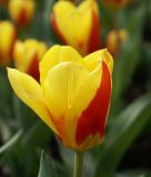 Tulipa kaufmanniana Stresa