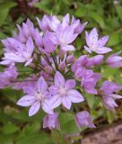 Allium unifolium - Einblttriger Lauch