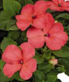 Impatiens walleriana "Lollipop F1 Peach Salmon" - Fleiiges Lieschen