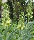 Fritillaria persica "Ivory Bells"