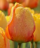 Darwin-Hybrid-Tulpe Blushing Apeldoorn