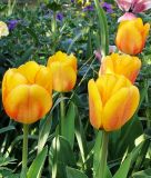Darwin-Hybrid-Tulpe Blushing Apeldoorn