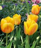 Darwin-Hybrid-Tulpe Blushing Apeldoorn®