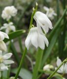 Scilla siberica "Alba" - Weißer Sibirischer Blaustern