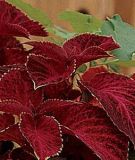 Coleus blumei "Wizard Velvet Red" - Buntnessel