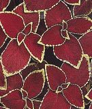 Coleus blumei "Wizard Scarlet - Buntnessel