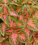 Coleus blumei "Wizard Coral Sunrise - Buntnessel