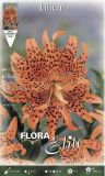 Lilium lancifolium flore pleno (syn. tigrinum splendens fl. pl.)