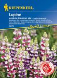 Lupinus hartwegii "Avalune Bicolor Mischung" - Einjhrige Lupine