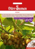 Actinidia chinensis - Kiwi