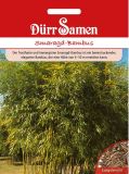Phyllostachys viridiglaucescens - Smaragd-Bambus
