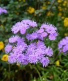 Ageratum houstonianum "Blue Planet™ F1" - Leberbalsam