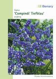 Limonium sinuatum "Compindi Tiefblau" - Strandflieder, Statice