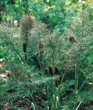 Foeniculum vulgare "Smokey" - Bronzefenchel