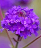 Verbena rigida "Santos Purple" - Eisenkraut