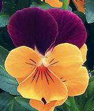 Viola cornuta "Sorbet XP F1 Orange Jump Up" (Orange Duet) - Hornveilchen