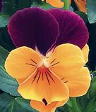 Viola cornuta "Sorbet® XP F1 Orange Jump Up" (Orange Duet) - Hornveilchen