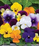 Viola cornuta "Sorbet XP F1 Total Mix" - Hornveilchen