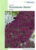 Lobularia maritima "Orientalische Nchte" - Steinkraut