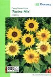 Helianthus annuus "Pacino Mix" - Sonnenblume