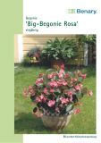 Begonia x benariensis "Big F1 Rosa dunkellaubig" - Solitr-Begonie