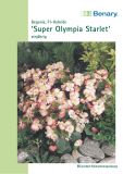 Begonia semperflorens "Super Olympia F1 Starlet" - Eisbegonie