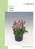 Ptilotus exaltatus "Joey" - Haarschpfchen