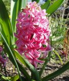 Hyacinthus orientalis "Pink Pearl"