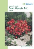 Begonia semperflorens "Super Olympia F1 Rot" - Eisbegonie