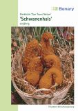 Zierkrbis "Schwanenhals" - Cucurbita pepo