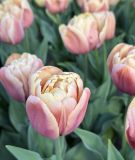 Gef�lltbl�hende fr�he Tulpe La Belle Epoque�