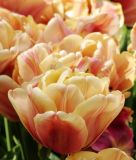 Gef�lltbl�hende fr�he Tulpe La Belle Epoque�