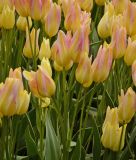 Mehrbltige Tulpe Antoinette