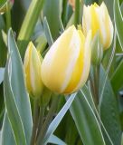 Mehrbltige Tulpe Antoinette