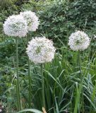 Allium stipitatum "White Giant" - Blumenlauch