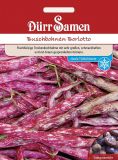 Buschbohne "Borlotto" - Phaseolus vulgaris
