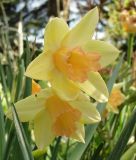 Narcissus jonquilla "Blushing Lady"