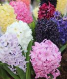 Hyacinthus orientalis "Mischung"